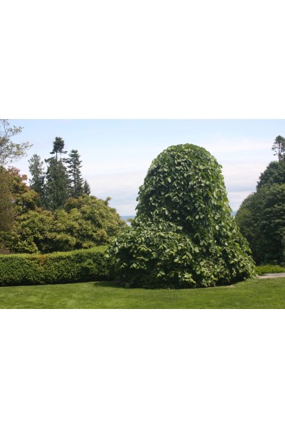 В’яз шорсткий Пендула в ландшафті